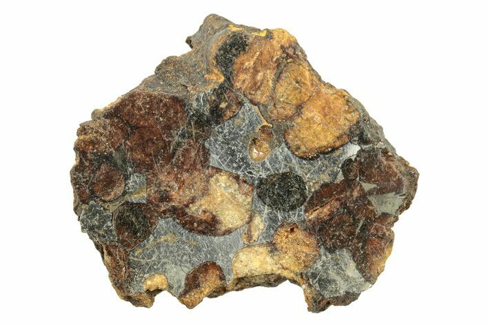 Polished Sericho Pallasite Meteorite ( g) - Kenya #243347